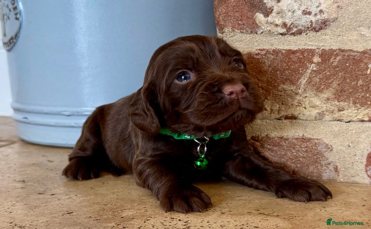 Cocker Spaniel dogs - Advert 2