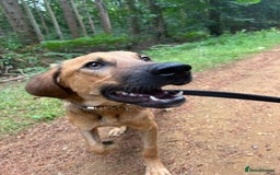 Mixed Breed dogs for adoption: Lykka - Norwich Norfolk  - Image 18