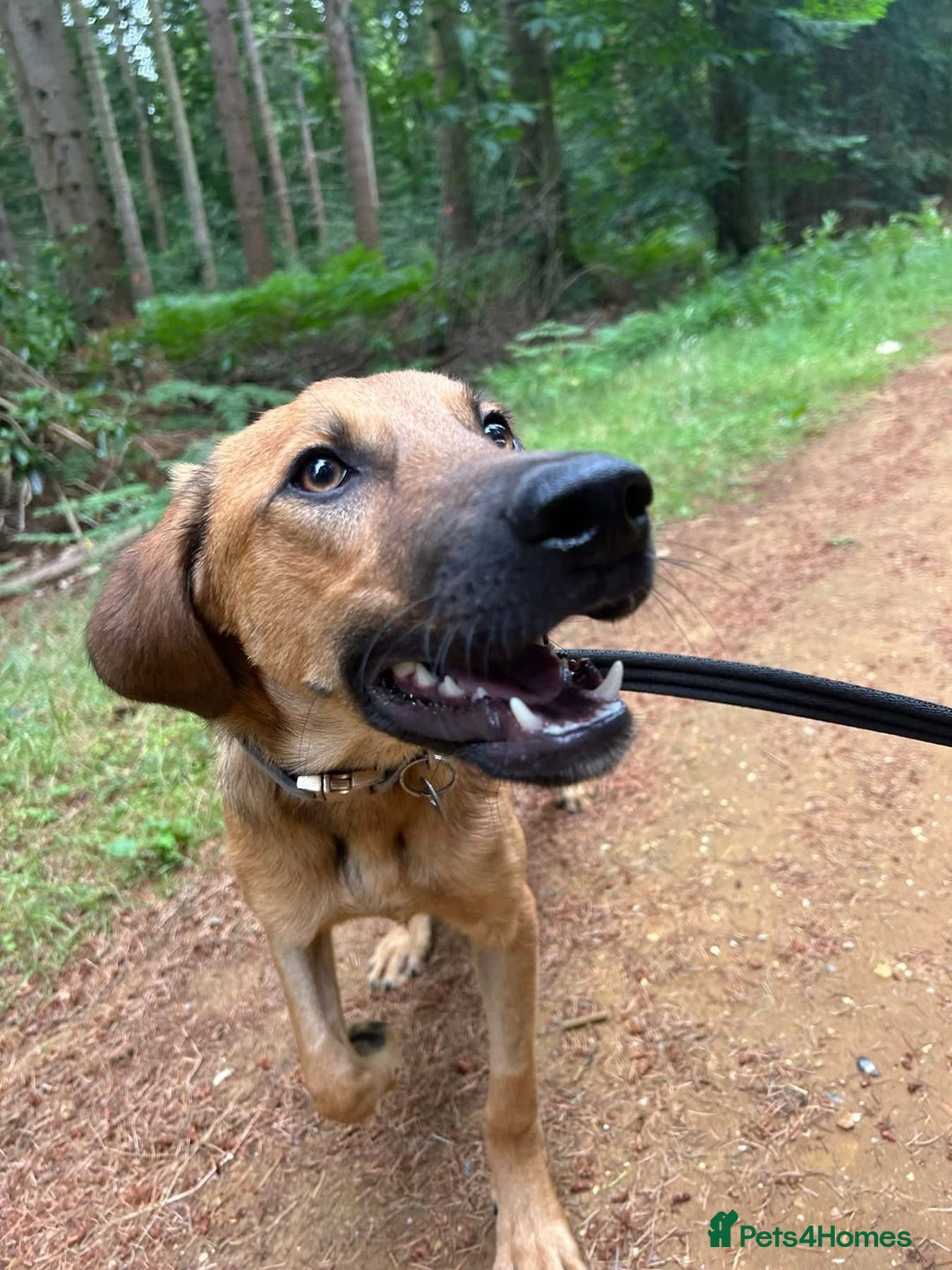 Mixed Breed dogs for adoption: Lykka - Norwich Norfolk  - Image 18