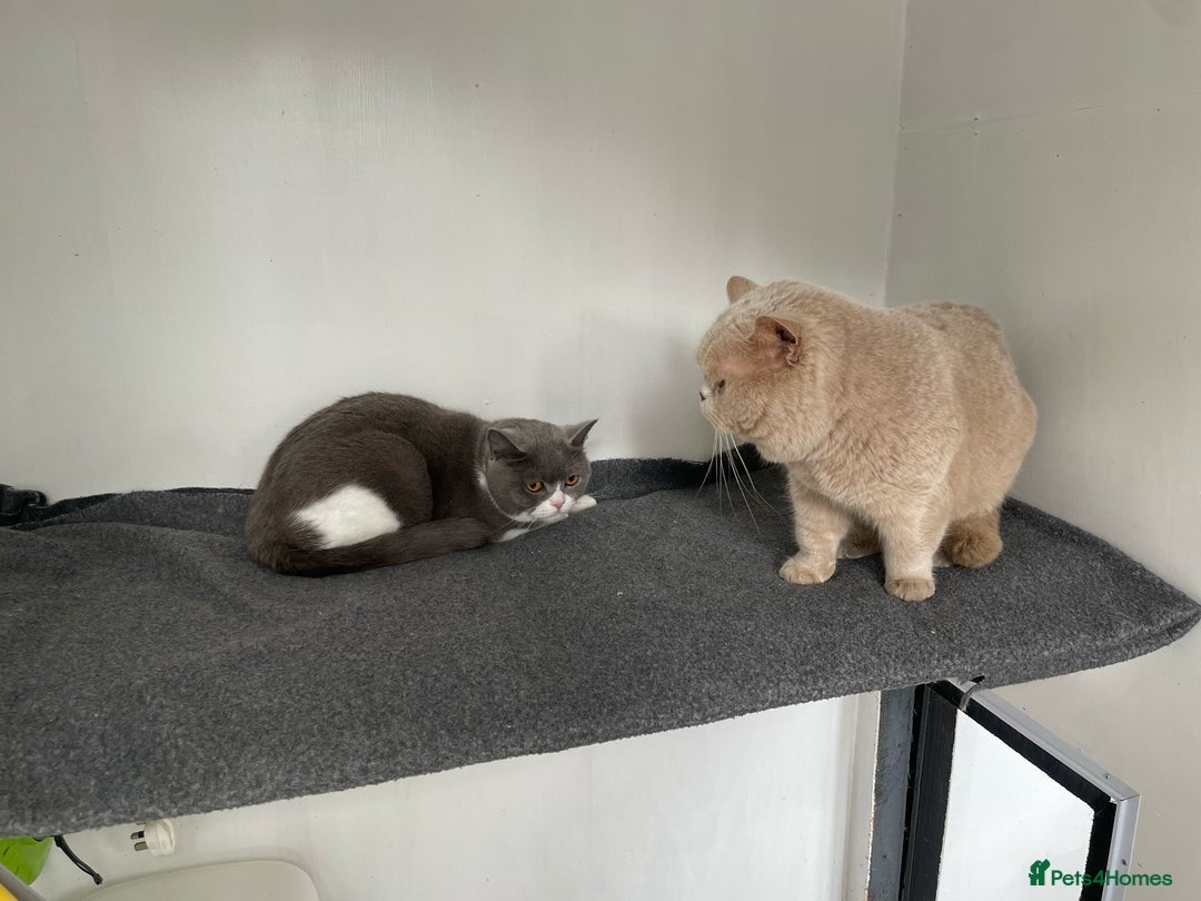British Shorthair cats for sale: BEAUTIFUL BRITISH SHORTHAIR KITTENS - Image 12