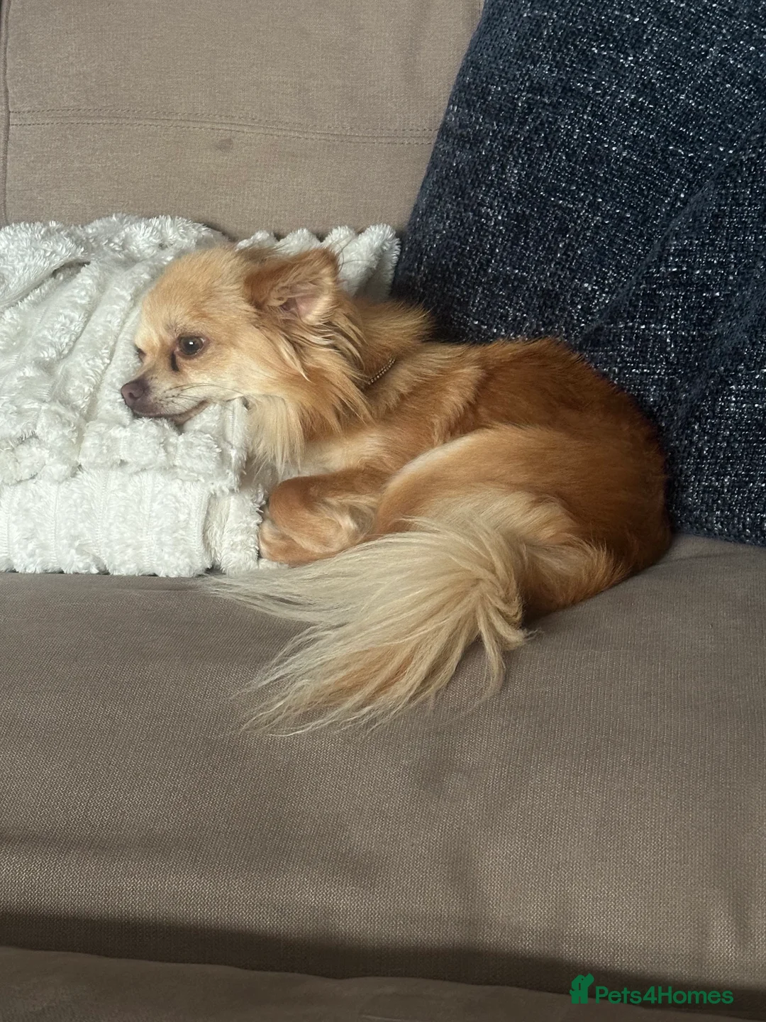 Chihuahua dogs for sale: Male chihuahua 2yo (entire)  - Advert 5