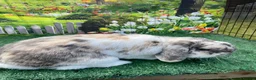 Mini Lop rabbits for sale: Beautiful mini lop babies - Advert 12