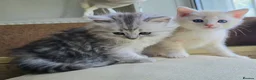 British Longhair cats for sale: Most Beautiful British Longhair Kittens - Advert 36