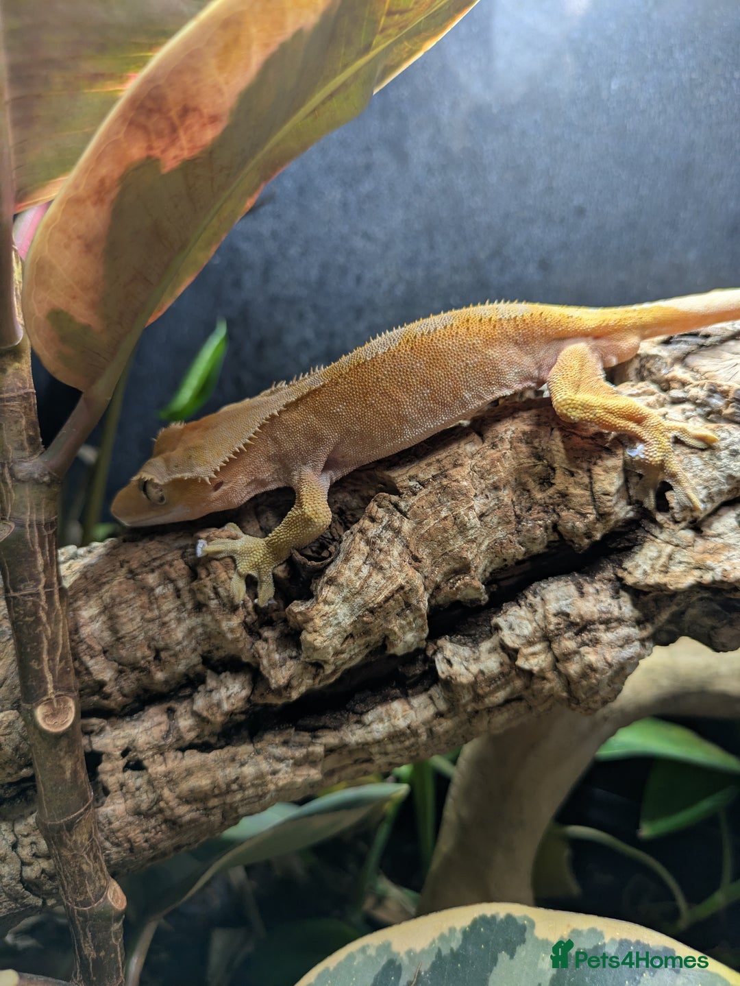 Gecko reptiles for sale: Red crested gecko and set up - Image 2