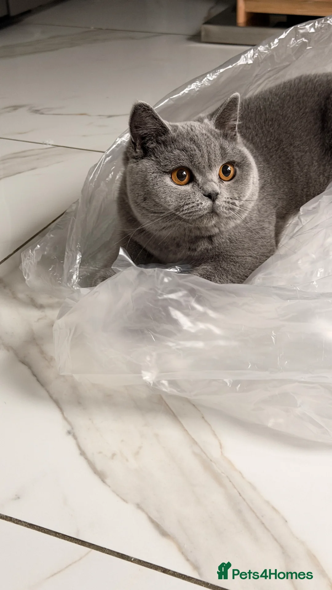 British Shorthair cats for sale: BSH queen, Tica registered, ready now  - Advert 2