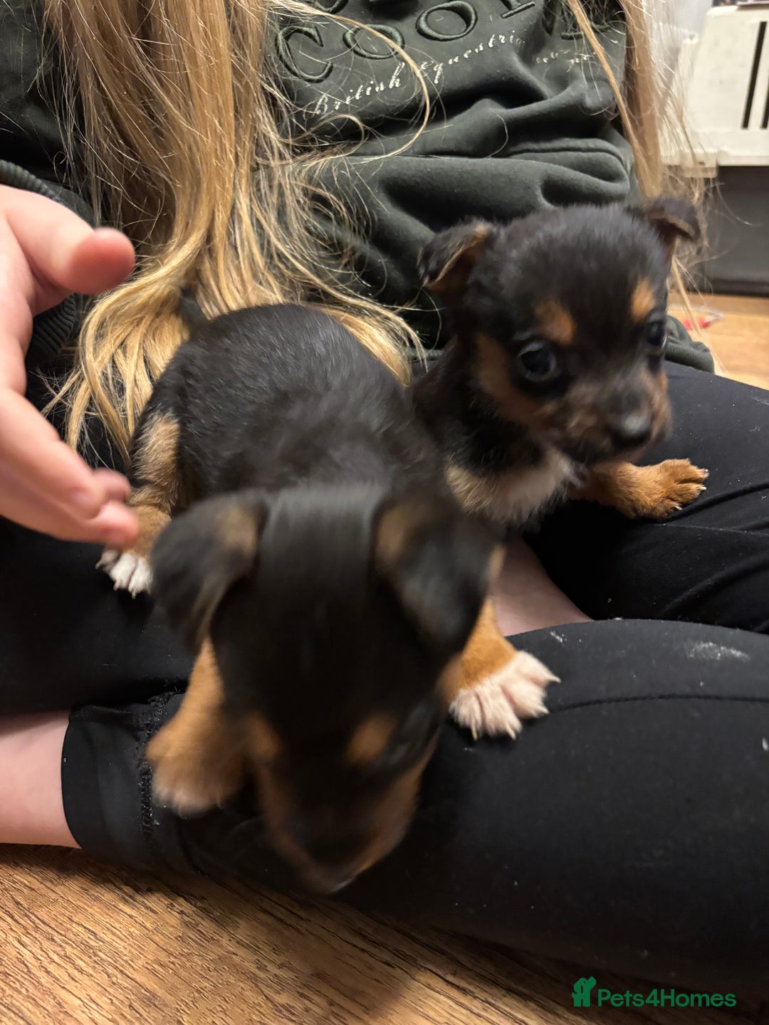 Mixed Breed dogs for sale: Stunning Jack Russell pups ready for loving homes  - Advert 9