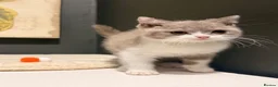 British Shorthair cats for sale: Stunning tica reg British short hair girls  - Advert 11