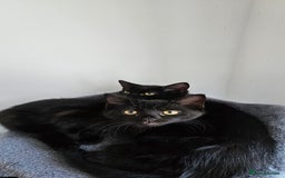 Mixed Breed cats for sale: 2 black famele kittens  - Image 9