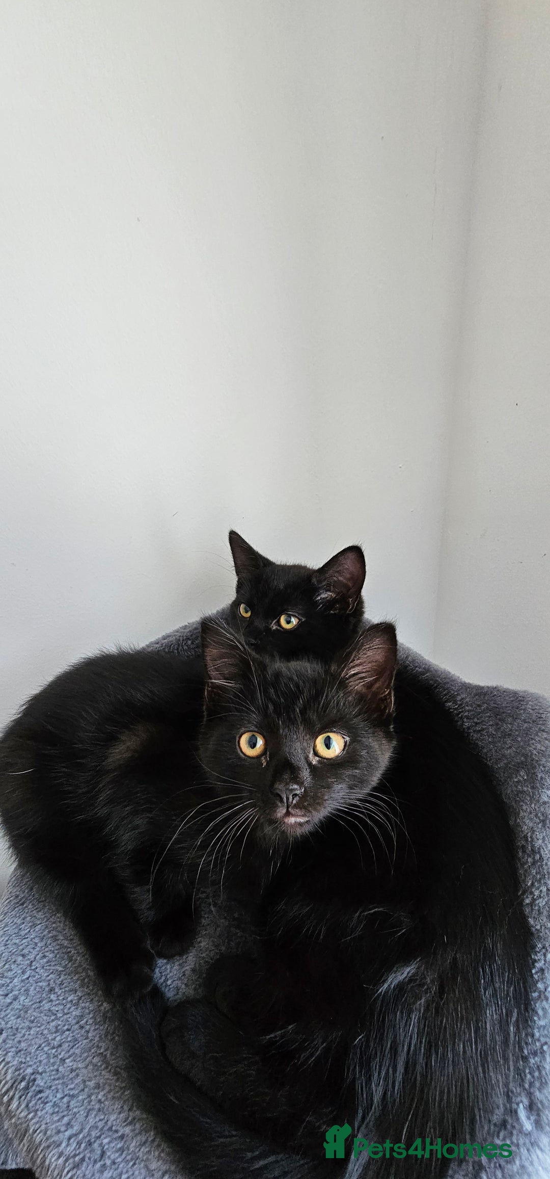 Mixed Breed cats for sale: 2 black famele kittens  - Image 9
