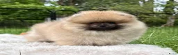 Pomeranian dogs for sale: Tiny Pomeranian Puppies  - Advert 8