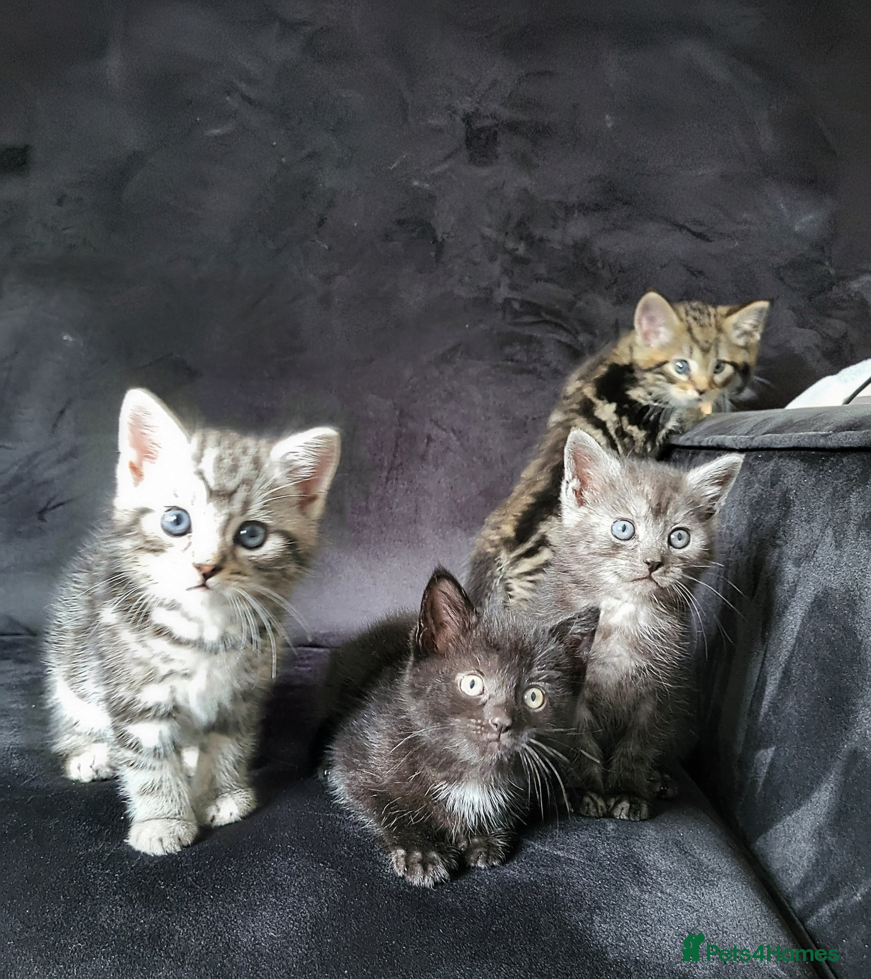 Maine Coon cats Gorgeous litter of 5 Maine Coon x kittens - Advert 7