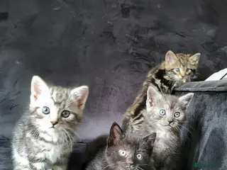 Maine Coon cats Gorgeous litter of 5 Maine Coon x kittens - Advert 7