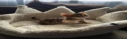 Bengal cats for sale: TICA Bengal kittens available!  - Advert 15