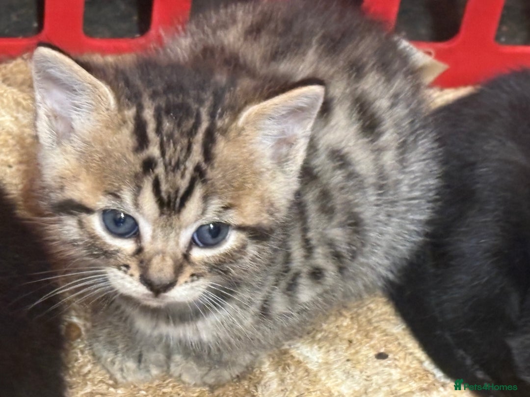 Mixed Breed cats for sale: Bombay x Bengal kittens  - Image 4