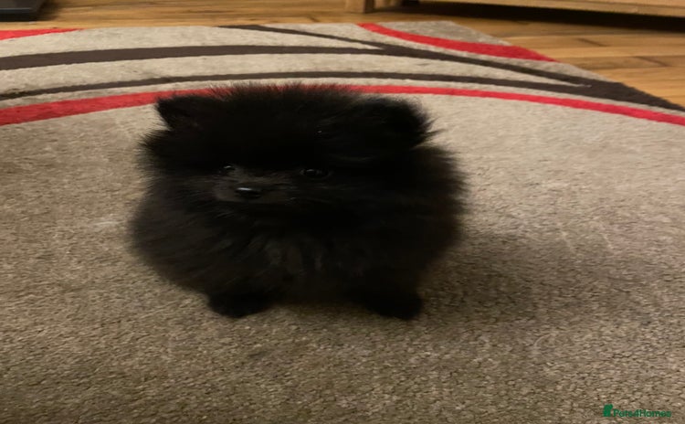 Pomeranian dogs - Advert 4