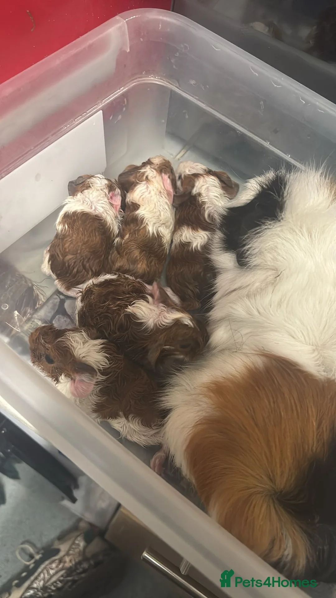 Guinea Pig rodents for sale: Baby guiena pigs ready in a few weeks  - Advert 1