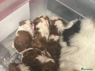 Guinea Pig rodents Baby guiena pigs ready in a few weeks - Advert 1