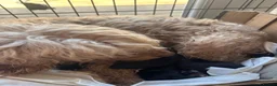 Cockapoo dogs for sale: Black Cockapoo pups with tiny white markings  in Bolton - Advert 10
