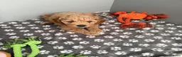 Cavapoo dogs for sale: F1b Cavapoo Puppies 1 Boy,2 Girls in Leeds - Advert 5