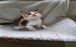British Longhair cats for sale: 3 female bsh cross  - Image 13