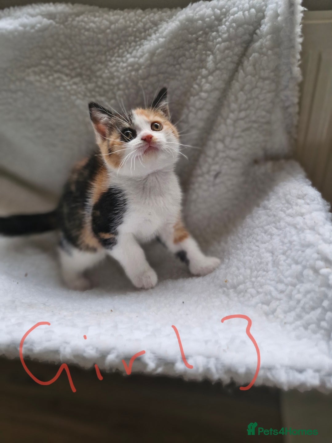 British Longhair cats for sale: 3 female bsh cross  - Image 13