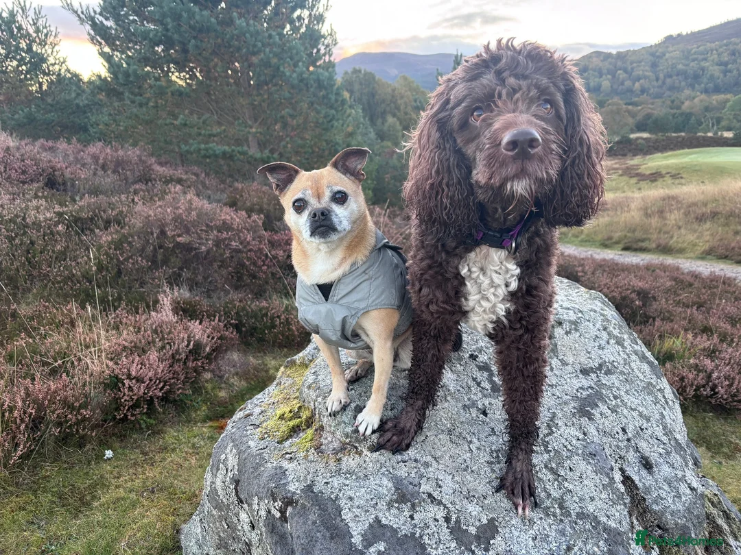 Sproodle dogs for sale: 5 year old springer poodle for rehoming  in Aviemore - Advert 2