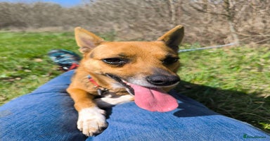 Mixed Breed dogs - Advert 3