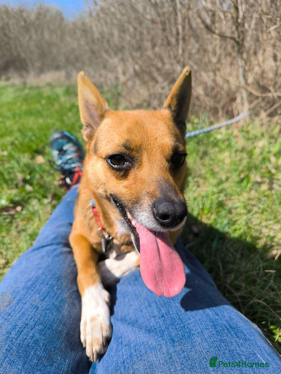 Mixed Breed dogs for adoption: 💖🐶 BARBIE 🐶💖 - Image 3