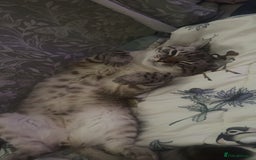 Bengal cats for sale: Beautiful boy  - Image 3