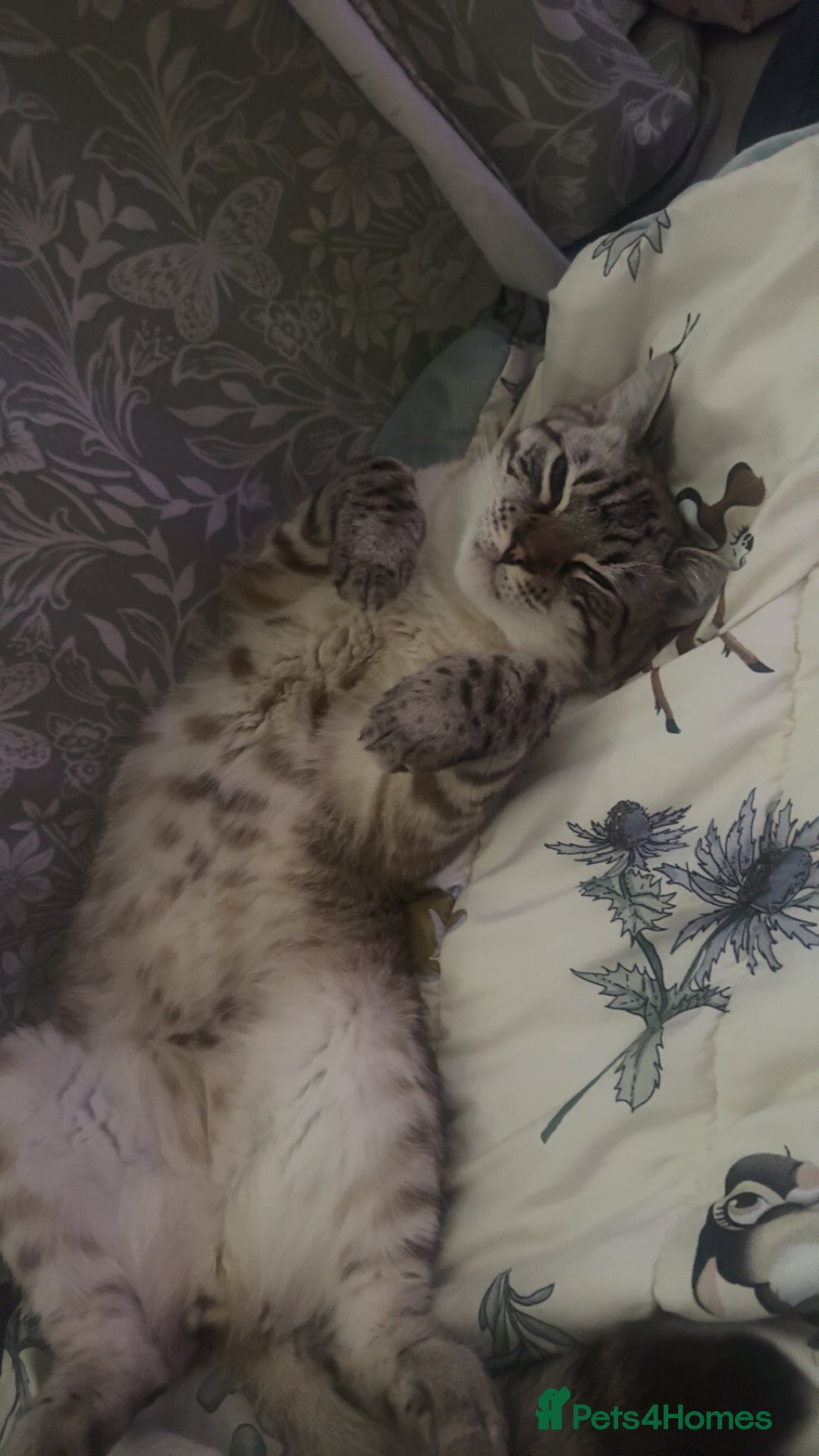 Bengal cats for sale: Beautiful boy  - Image 3
