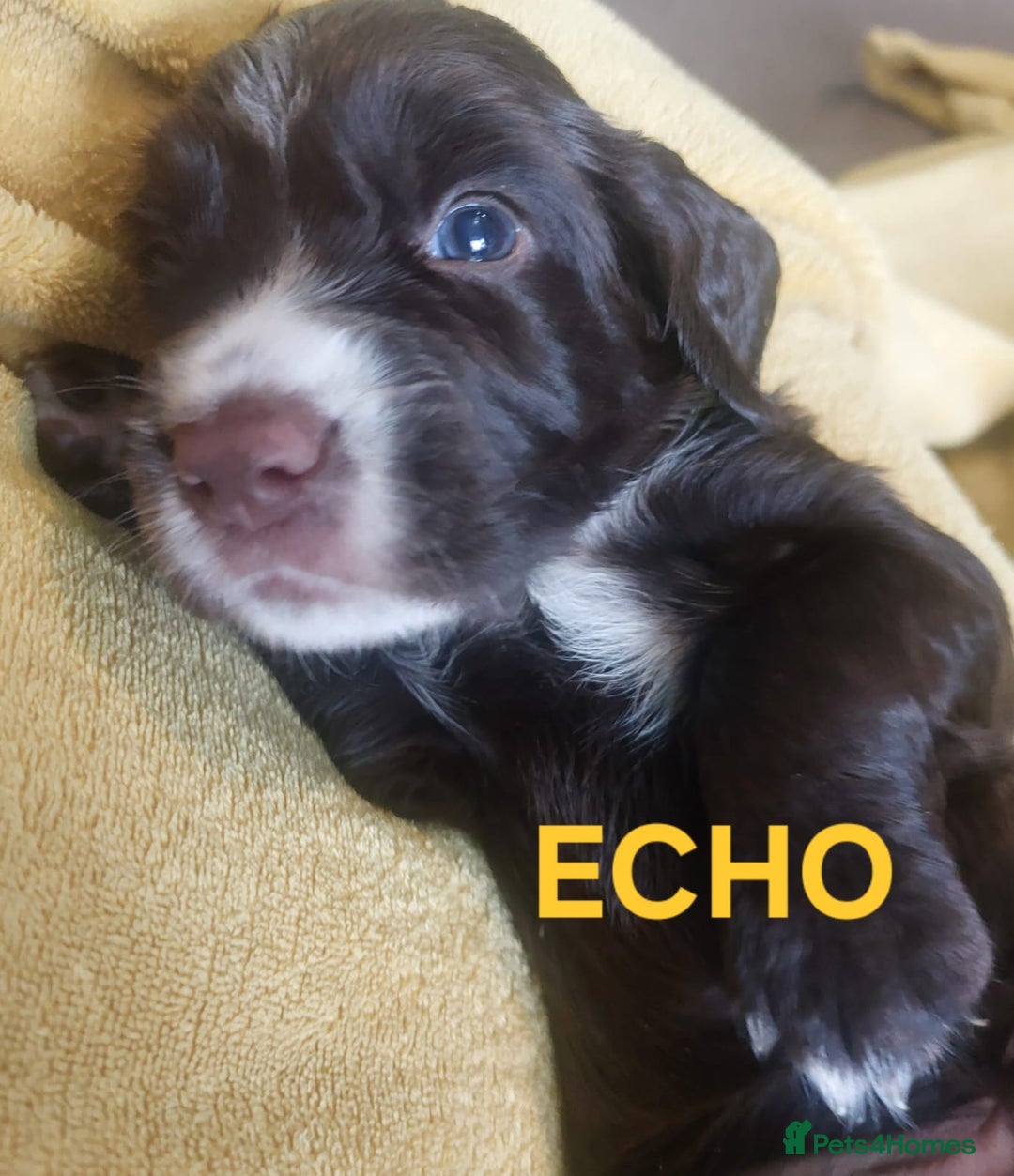 Sprocker dogs for sale: Exceptional working-line puppies for loving homes! - Image 24