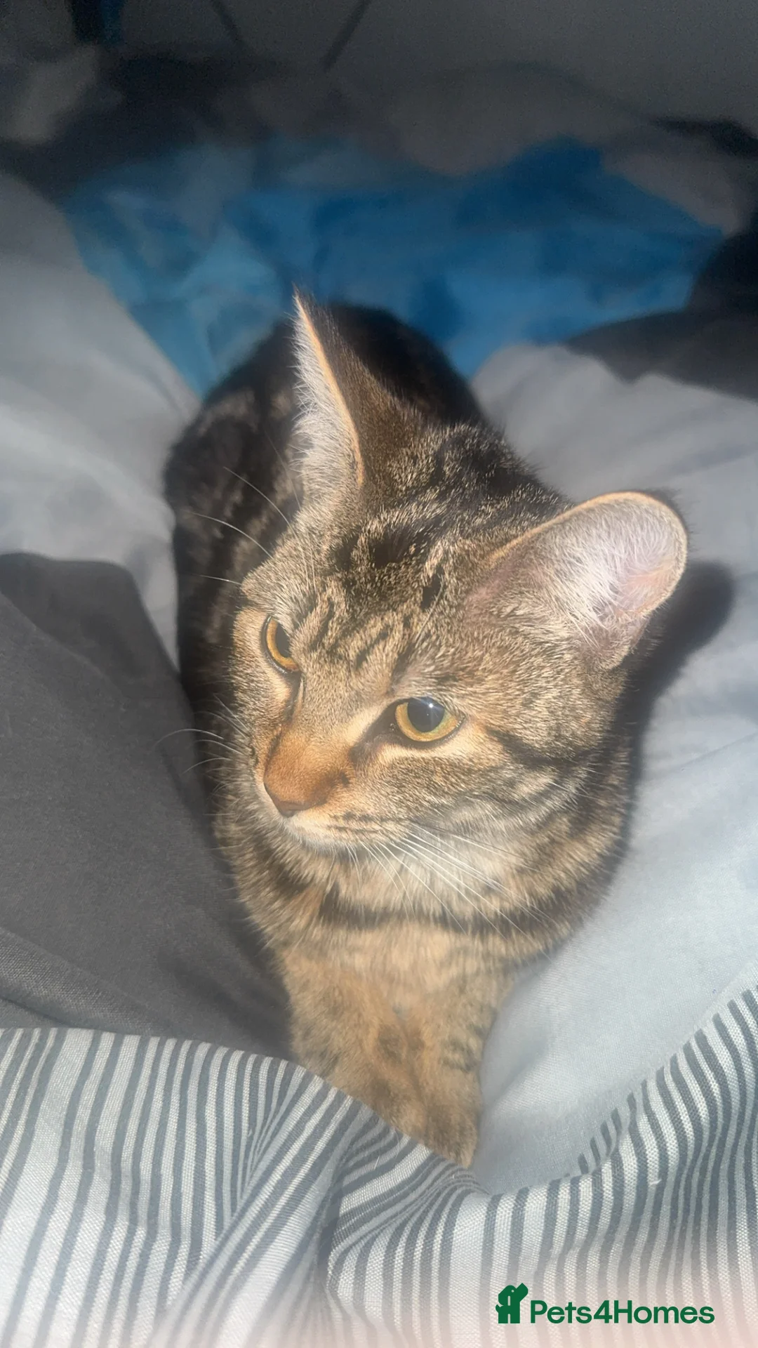 Bengal cats for sale: Bengal cat - Advert 2