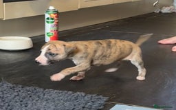 Whippet dogs for sale: Beautiful KC Whippet pups 5 boys - Image 28