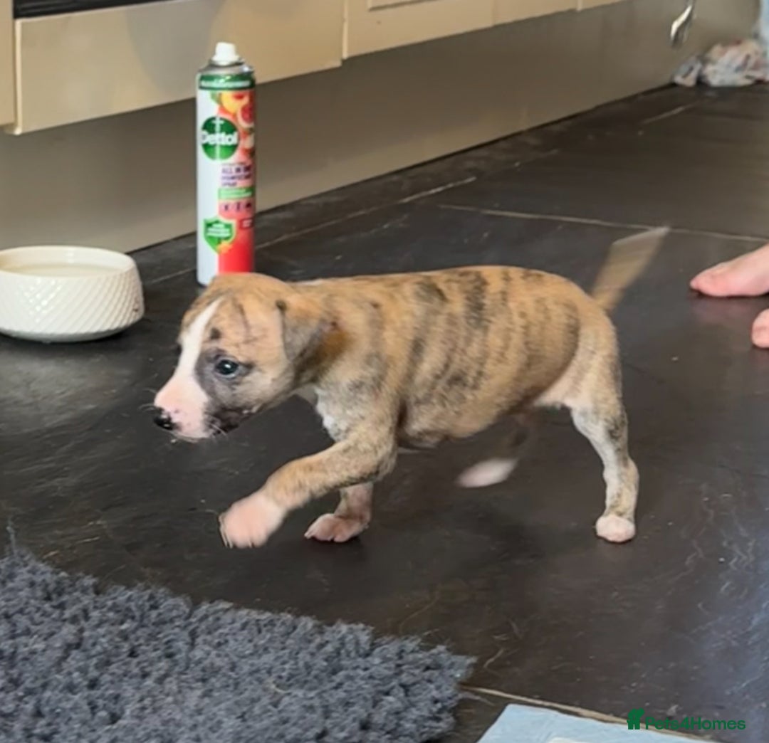 Whippet dogs for sale: Beautiful KC Whippet pups 5 boys - Image 28