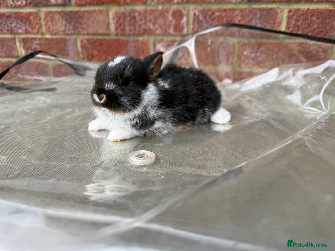 Mixed Breed rabbits for sale: Baby rabbits for sale  - Advert 4