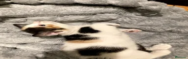 1 - Calico