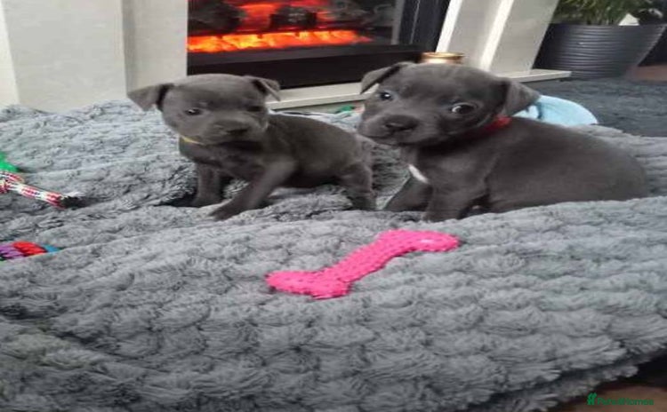Staffordshire Bull Terrier dogs - Advert 13