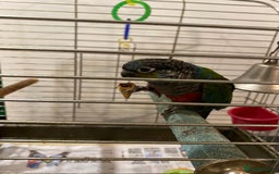 Conures birds for sale: Red Belly Crimson Conure DNA male proven Stud - Image 6