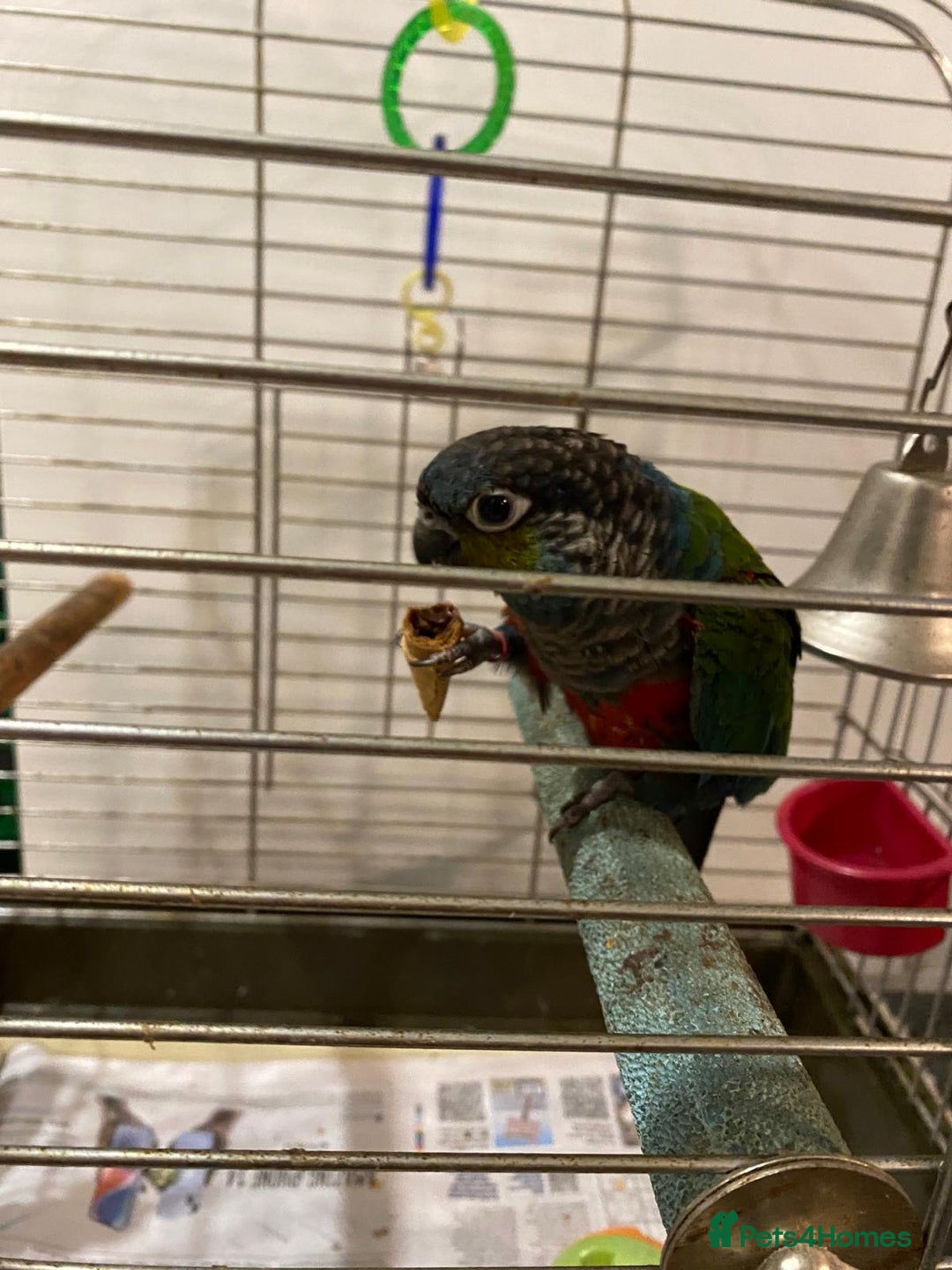 Conures birds for sale: Red Belly Crimson Conure DNA male proven Stud - Image 6