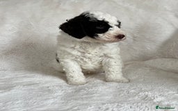 Goldendoodle dogs for sale: Beautiful litter of Goldendoodles  - Image 9