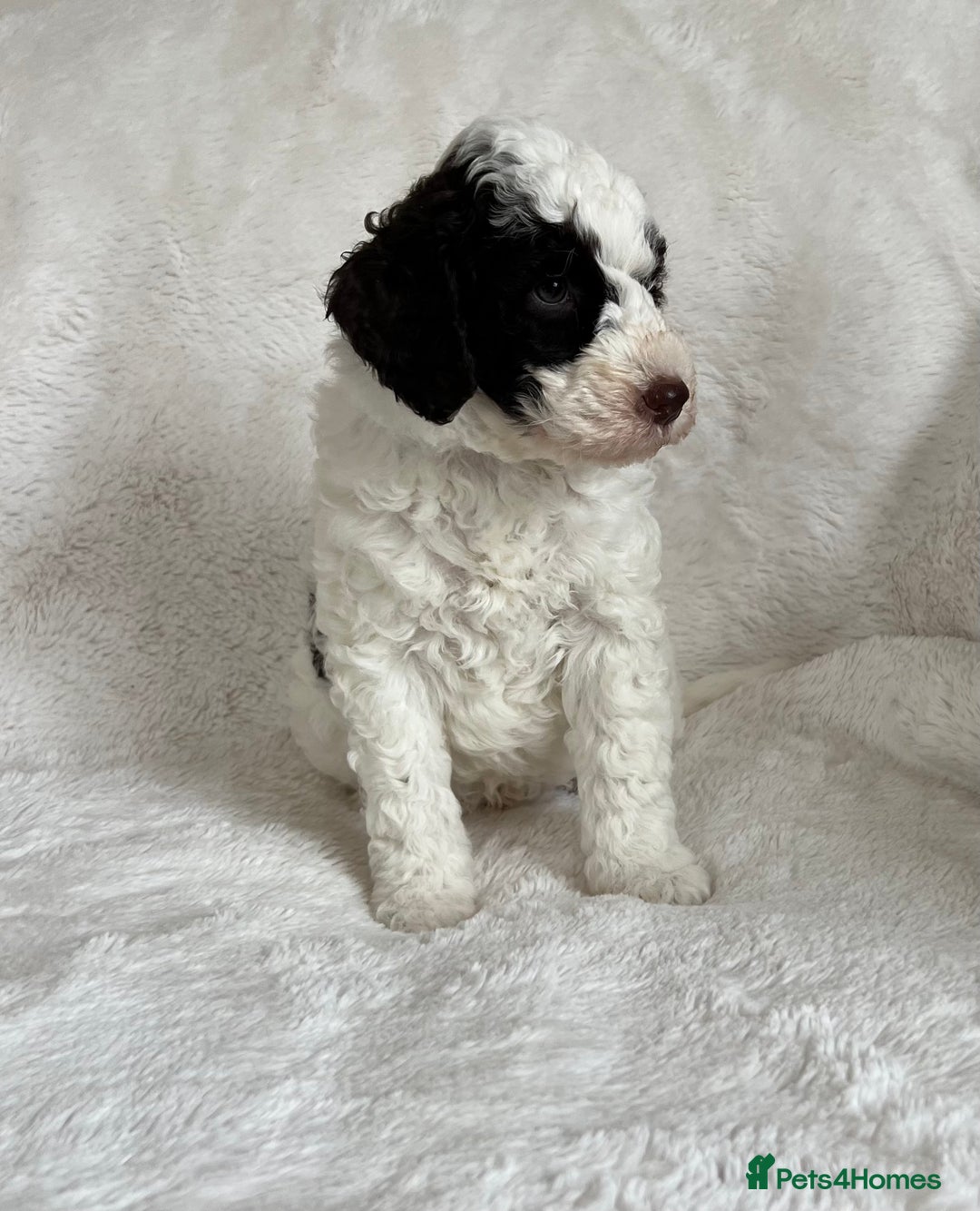Goldendoodle dogs for sale: Beautiful litter of Goldendoodles  - Image 9