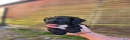 Sprocker dogs for sale: Gorgeous sprocker puppies  - Advert 8