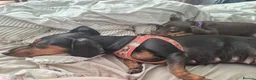 Dachshund dogs for sale: One little boy left out of litter of 7.  - Advert 12
