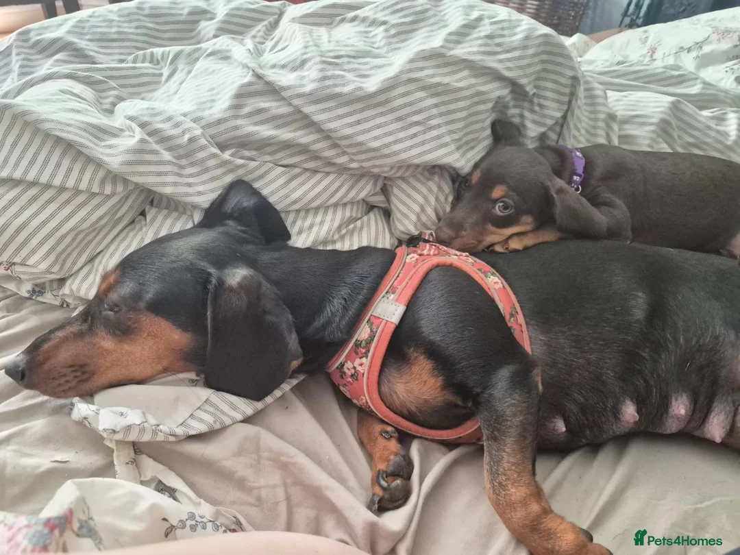 Dachshund dogs for sale: One little boy left out of litter of 7.  - Advert 12