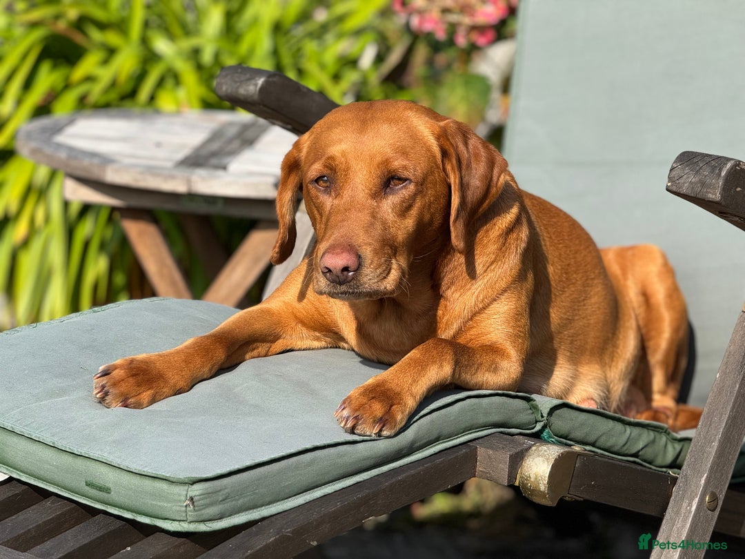 Labrador Retriever dogs for sale: Labrador Puppies  - Advert 2