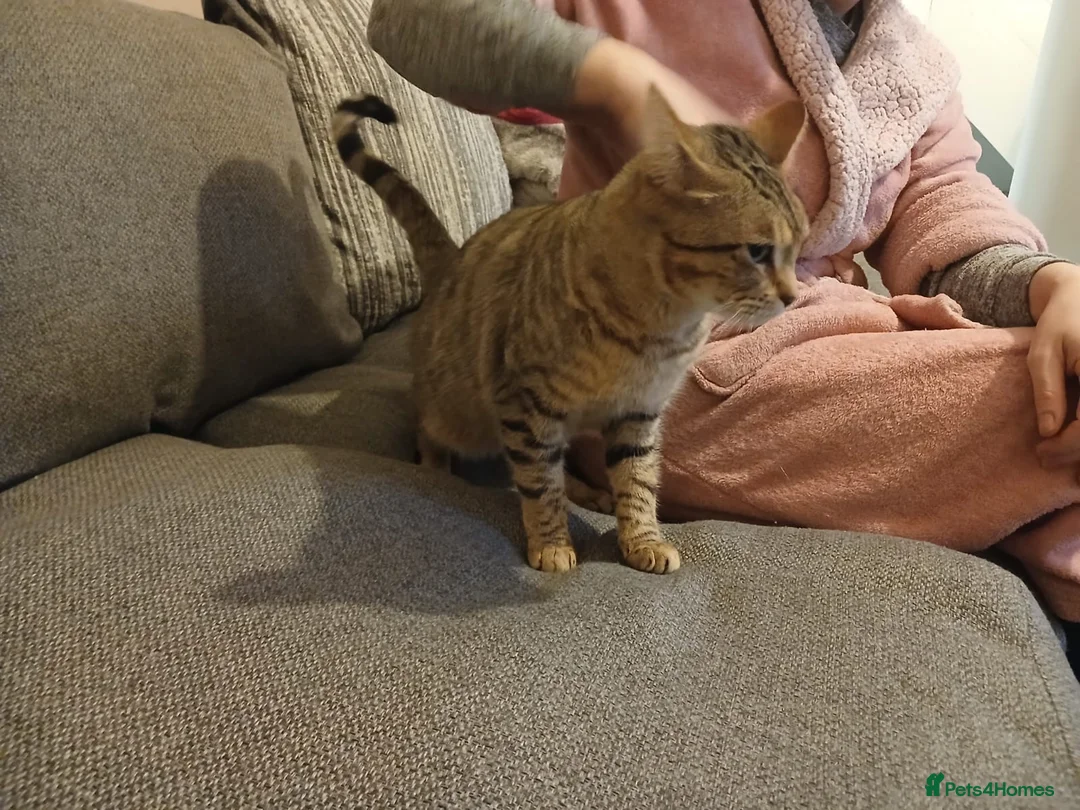 Bengal cats for sale: 2 Bengal sisters  - Advert 8