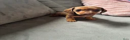 Miniature Dachshund dogs for sale: Beautiful Miniature Dachshound Puppies  in Gillingham - Advert 4