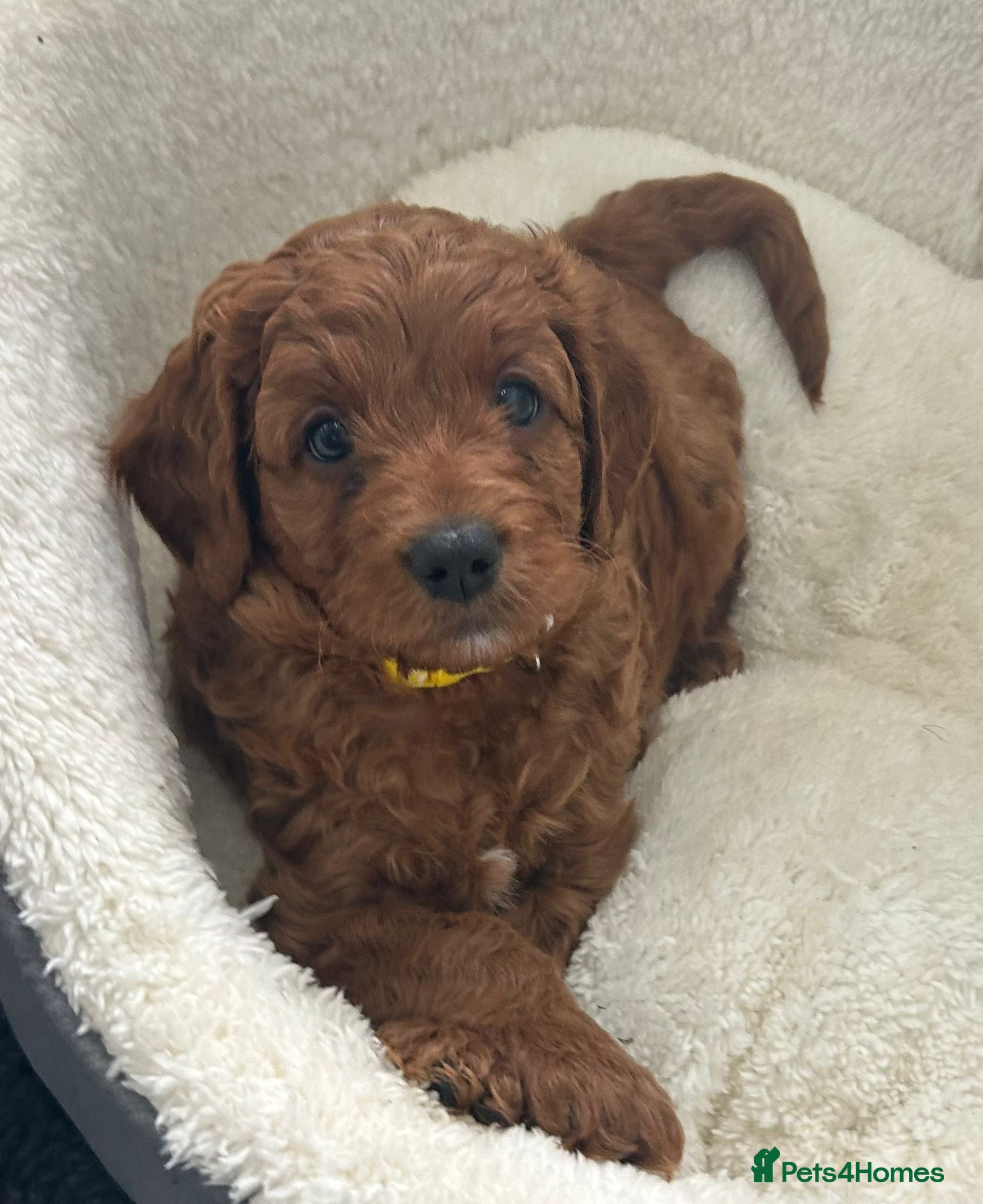 Cavapoo dogs Healthy Happy Confident Fully vaccinated Ready now - Advert 6
