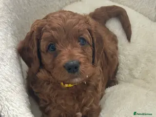 Cavapoo dogs Healthy Happy Confident Fully vaccinated Ready now - Advert 6