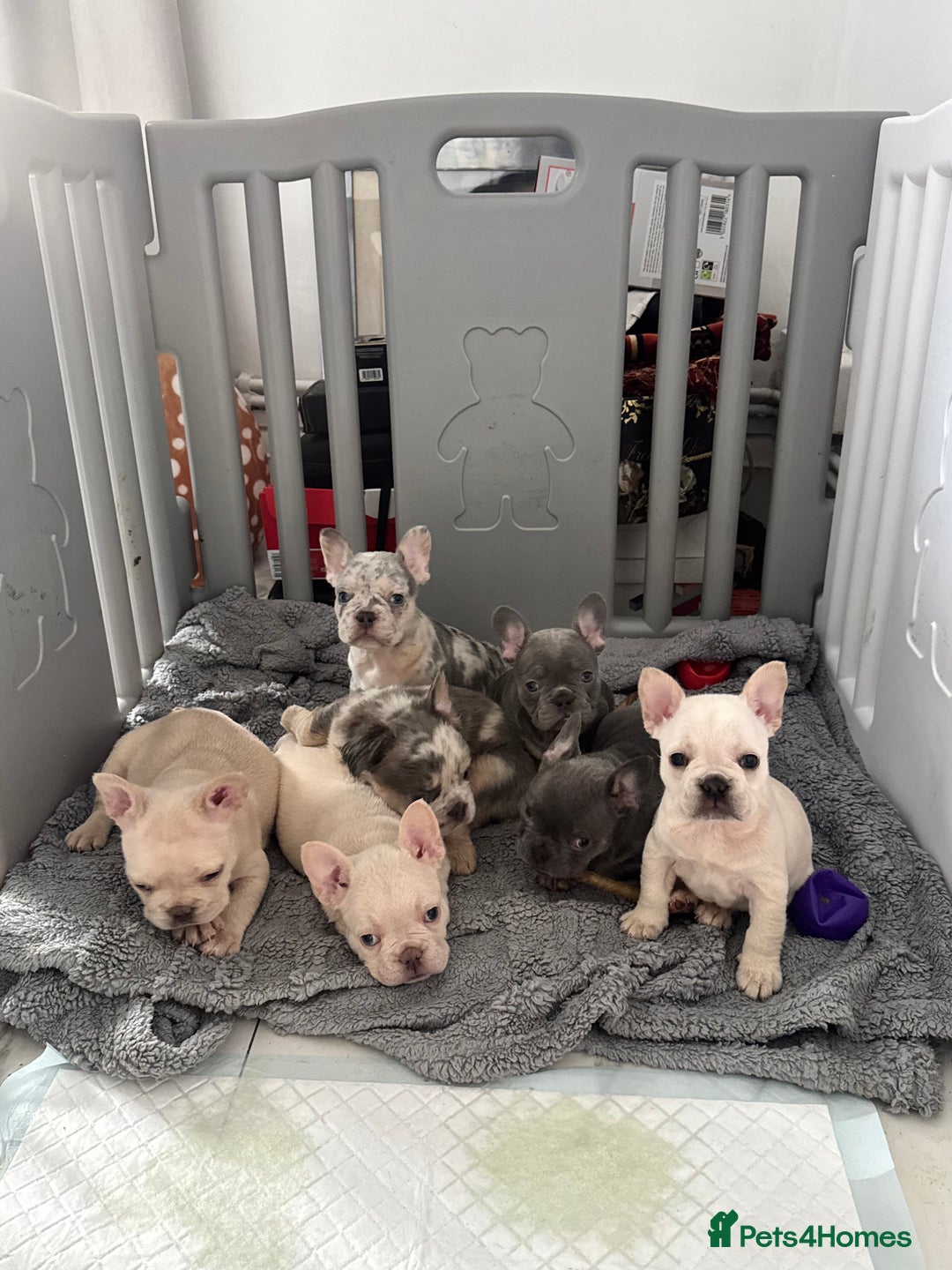 French Bulldog dogs for sale: French Bulldog Puppies For Sale😍‼️ - Advert 1